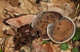 Hydnellum spongiosipes