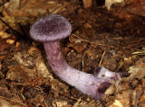 Cortinarius violaceus