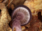 Cortinarius violaceus