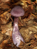 Cortinarius violaceus