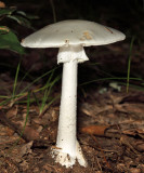 Amanita bisporigera (Destroying Angel)