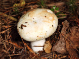 Russula compacta