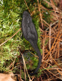 Trichoglossum walteri