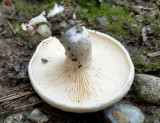 fungi 8-7-17 Dunstable 2.jpg