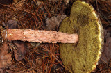 Russells Bolete - Aureoboletus russellii