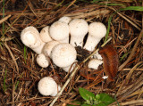  Common Puffball - Lycoperdon perlatum 