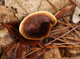 Coltricia cinnamomea (Fairy Stool)