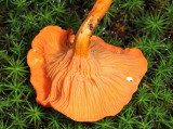 Cantharellus cinnabarinus