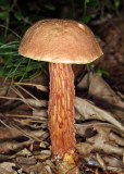 Russells Bolete - Aureoboletus russellii