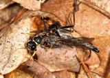 Ectemnius sp. (with Robber Fly prey)