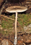 Macrolepiota procera