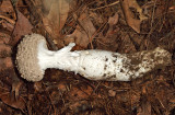 Amanita cokeri