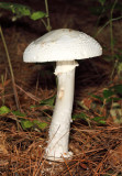 Amanita subcokeri