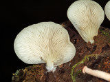 Crepidotus applanatus