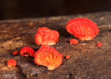 Crepidotus cinnabarinus