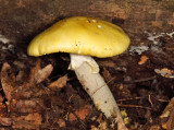 Amanita flavoconia