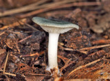 Clitocybe odora