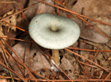 Clitocybe odora