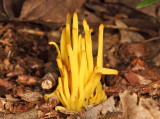 Clavulinopsis fusiformis (Golden Spindle)