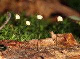 Marasmius capillaris (Oak Leaf Marasmius)