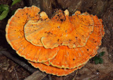 Laetiporus sulfureus (Chicken of the Woods)