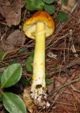 Yellow Patches - Amanita flavoconia