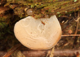 Pseudohydnum gelatinosum (Jelly Tooth)