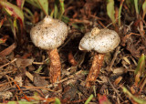 Tulostoma cf. winterhoffii