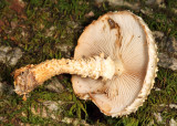 Leucopholiota decorosa