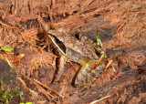 Wood Frog - Lithobates sylvaticus