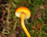 Cyptotrama chrysopeplum
