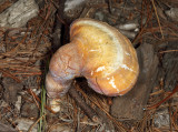 Ganoderma tsugae (Hemlock Vernish Shelf)