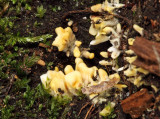 Neolecta irregularis (Irregular Earth Tongue)