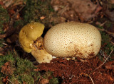 Boletus parasiticus
