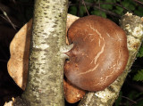 Piptoporus betulinus (Birch Polypore)