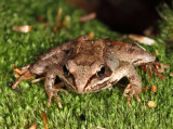 Wood Frog - Lithobates sylvaticus