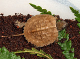 Wood Turtle - Clemmys insculpta (hatchling)