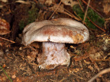 Cortinarius obliquus