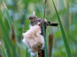Song Sparrow - Melospiza melodia (immature)