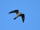 Common Nighthawk - Chordeiles minor