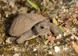 Blanding's Turtle - Emydoidea blandingii (newly hatched)