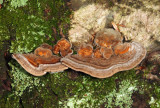 Gilled Polypore - Trametes betulina