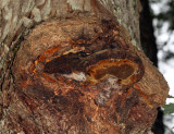 Phellinus sp. on white oak