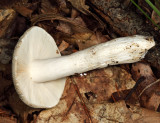 Russula virescens