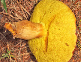 Aureoboletus innixus (Clustered Brown Bolete)