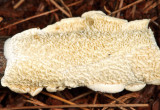 Irpex lacteus (Milk White Toothed Polypore)