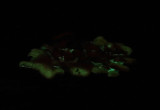 Panellus stipticus (Bioluminescent mushrooms)