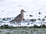 American Golden-Plover - Pluvialis dominica
