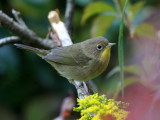 Common Yellowthroat - Geothlypis trichas
