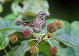 Lincolns Sparrow - Melospiza lincolnii 